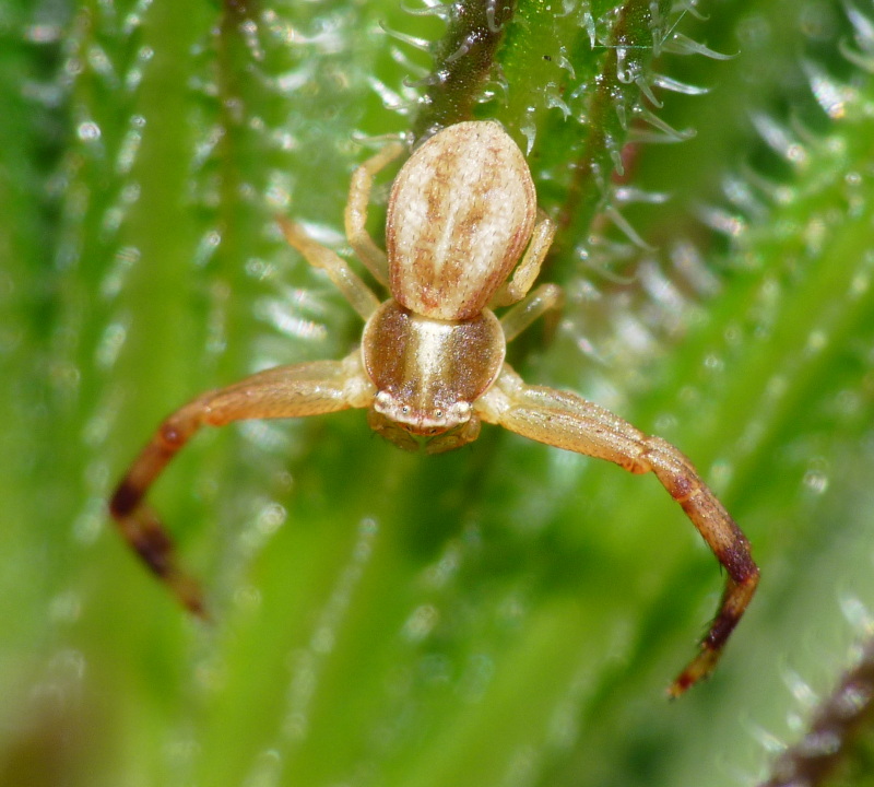 Runcinia grammica - Philodromus sp.